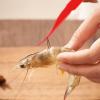 Shrimp Deveiner Tool view 2