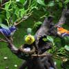 Miniature Bird Figurines Set view 3