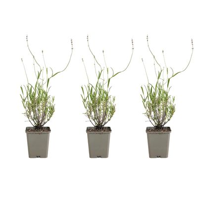 Bloomique 3-Pack Lavandula Munstead English Lavender, Winter-Hardy, Fragrant, Perennial, 10–20 cm, 9 cm Pots