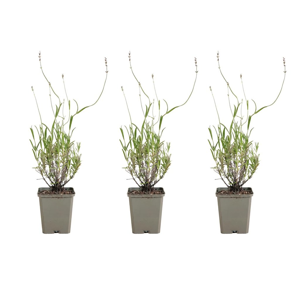 Bloomique 3-Pack Lavandula Munstead English Lavender, Winter-Hardy, Fragrant, Perennial, 10–20 cm, 9 cm Pots