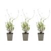 Bloomique 3-Pack Lavandula Munstead English Lavender, Winter-Hardy, Fragrant, Perennial, 10–20 cm, 9 cm Pots view 1