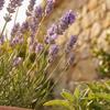 Bloomique 3-Pack Lavandula Munstead English Lavender, Winter-Hardy, Fragrant, Perennial, 10–20 cm, 9 cm Pots view 3