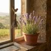 Bloomique 3-Pack Lavandula Munstead English Lavender, Winter-Hardy, Fragrant, Perennial, 10–20 cm, 9 cm Pots view 4