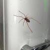 3D Spider Refrigerator Magnet view 3