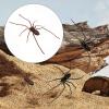 3D Spider Refrigerator Magnet view 4