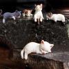 Liakyunf Cat Figurines for Car & Home - 5-Piece Resin Set view 4