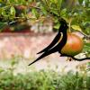 Dranng Hummingbird Metal Decoration view 4