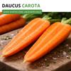Long Red Blunt Coreless Carrots, 2 Seeds - Daucus carota - Carrot Seeds for 800 Plants view 2