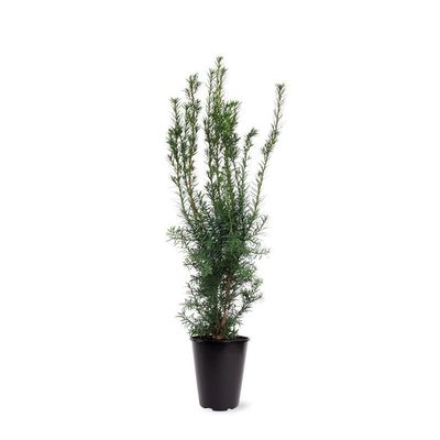 Hicksii Column Yew, 80–100 cm, Evergreen Privacy Hedge Plant in a Pot