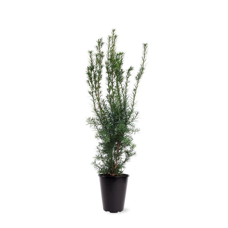 Hicksii Column Yew, 80–100 cm, Evergreen Privacy Hedge Plant in a Pot