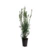 Hicksii Column Yew, 80–100 cm, Evergreen Privacy Hedge Plant in a Pot view 1
