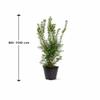 Hicksii Column Yew, 80–100 cm, Evergreen Privacy Hedge Plant in a Pot view 2
