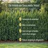 Hicksii Column Yew, 80–100 cm, Evergreen Privacy Hedge Plant in a Pot view 3