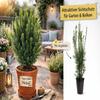 Hicksii Column Yew, 80–100 cm, Evergreen Privacy Hedge Plant in a Pot view 4