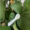 7cm Natural Shell Spoon - Random Color view 3