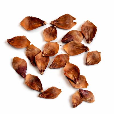 Pine Cone Scales - 20 Pieces