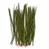 Yellow Pine Needles Pinus ponderosa 30g approx. 135 pcs view 1