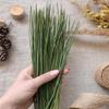 Yellow Pine Needles Pinus ponderosa 30g approx. 135 pcs view 3