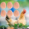 12 Realistic Artificial Eggs view 3