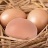 12 Realistic Artificial Eggs view 4