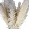 LuminaCreek Large Fluffy Pampas Grass, 110–120 cm, Dried Flower Bouquet, Beige, 10 Pieces view 3
