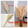 LuminaCreek Large Fluffy Pampas Grass, 110–120 cm, Dried Flower Bouquet, Beige, 10 Pieces view 4