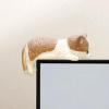 Miniature Cat Figures - Realistic Cat Statues view 3