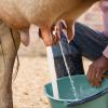 Soft White Silicone Milking Hose for Sheep and Goats view 4