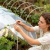 Greenhouse Clips, 200 Count, Plant Protection Film Clips view 2