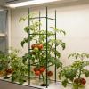 Tomato Stakes, 36-Piece Expandable Climbing Support Set with Clips view 3