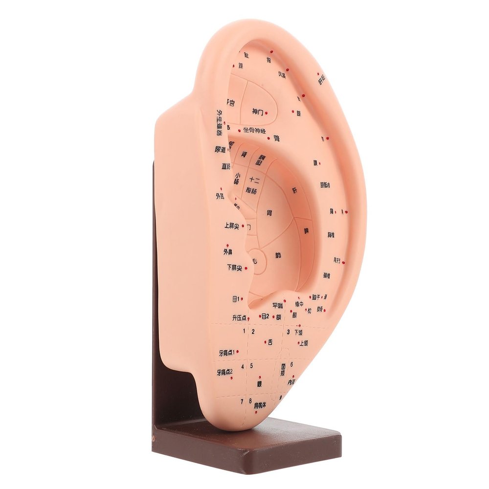 PAMINGONO Vinyl Ear Acupuncture Model with Base, Beige