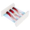 Plastic Blood Vessel Model for Teaching, Dynamic Comparison view 1
