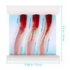 Plastic Blood Vessel Model for Teaching, Dynamic Comparison view 2