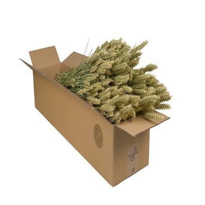 Natural Dried Wheat Flowers, 4 Bundles, 60 cm