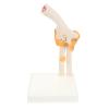 Elbow Joint Model, Life-Size Human Skeleton with Stand view 1