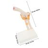 Elbow Joint Model, Life-Size Human Skeleton with Stand view 2