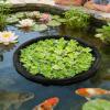 Generic Pond Plant Protector: Round Debris-Collecting Barrier view 2