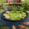 Generic Pond Plant Protector: Round Debris-Collecting Barrier view 3