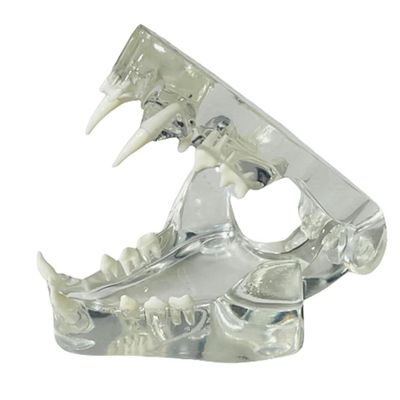 Stineng Transparent Dog Teeth Anatomical Model, Animal Teeth, Veterinary Teaching Aid (Cat)