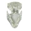 Stineng Transparent Dog Teeth Anatomical Model, Animal Teeth, Veterinary Teaching Aid (Cat) view 2