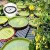 Round Floating Pond Plant Protection Net, Black Polyester view 4