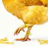 Pjeghbvop Numbered Poultry Leg Bands for Farm Management view 2