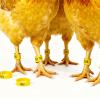 Pjeghbvop Numbered Poultry Leg Bands for Farm Management view 4