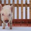 Four-Compartment Plastic Pig Feeder for Piglet Pens and Farms view 4