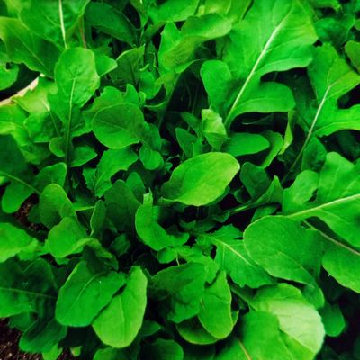 280 Salad Rocket Seeds "Rocket" (Eruca sativa) – Spicy, Nutty Flavor