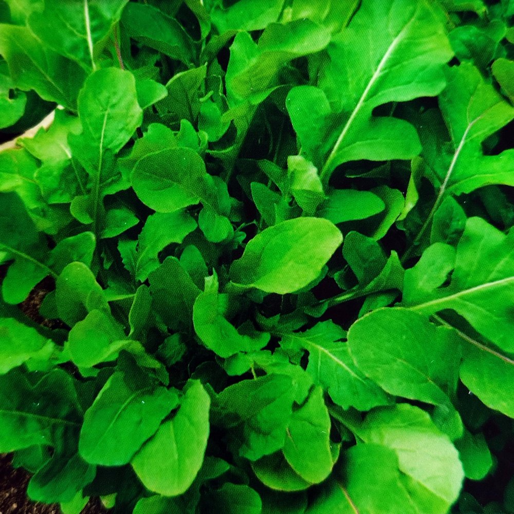 280 Salad Rocket Seeds "Rocket" (Eruca sativa) – Spicy, Nutty Flavor
