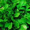 280 Salad Rocket Seeds "Rocket" (Eruca sativa) – Spicy, Nutty Flavor view 1