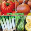 280 Salad Rocket Seeds "Rocket" (Eruca sativa) – Spicy, Nutty Flavor view 2