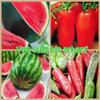 280 Salad Rocket Seeds "Rocket" (Eruca sativa) – Spicy, Nutty Flavor view 3