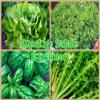 280 Salad Rocket Seeds "Rocket" (Eruca sativa) – Spicy, Nutty Flavor view 4